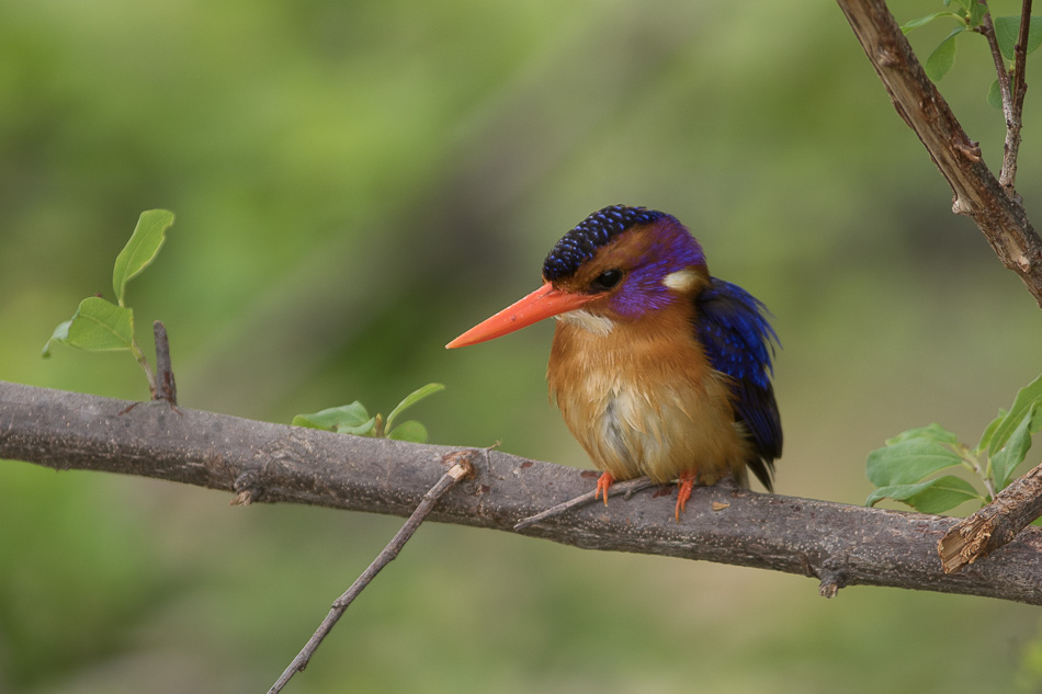 Ruaha NP, Tanzanie