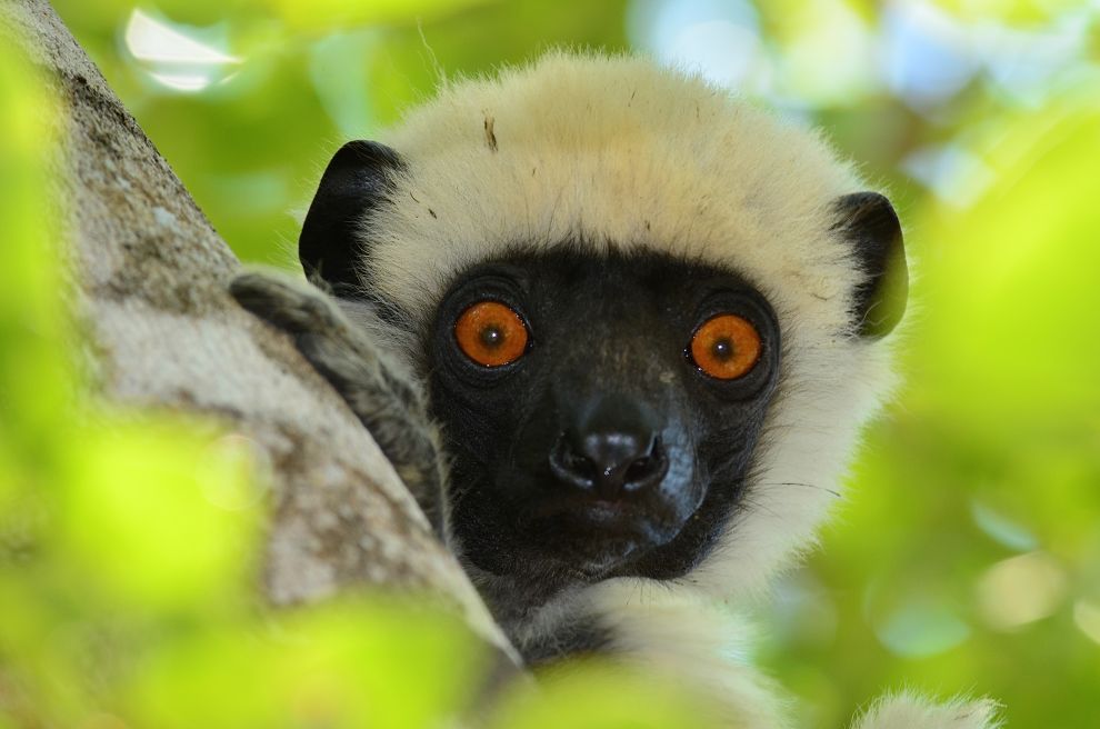 Makis et baobabs - Madagascar