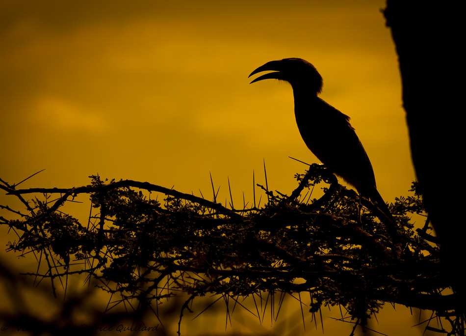 Calao, Botswana