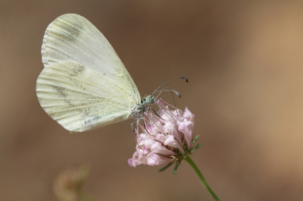 Le blanc