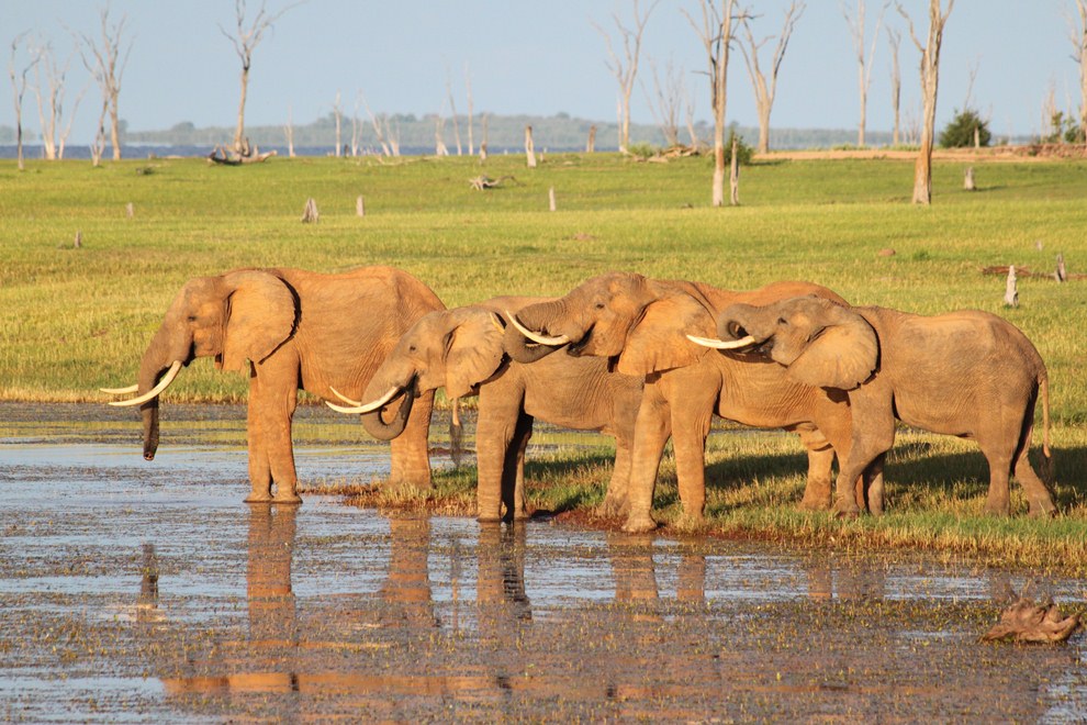 Eléphants d'Afrique