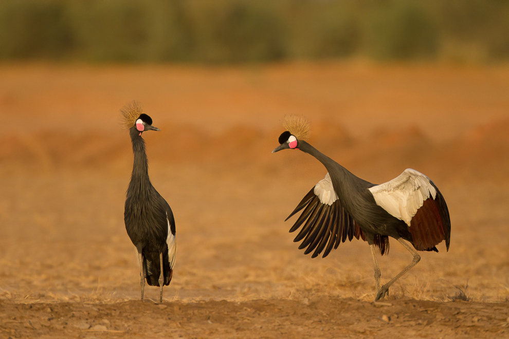 Grues couronnées