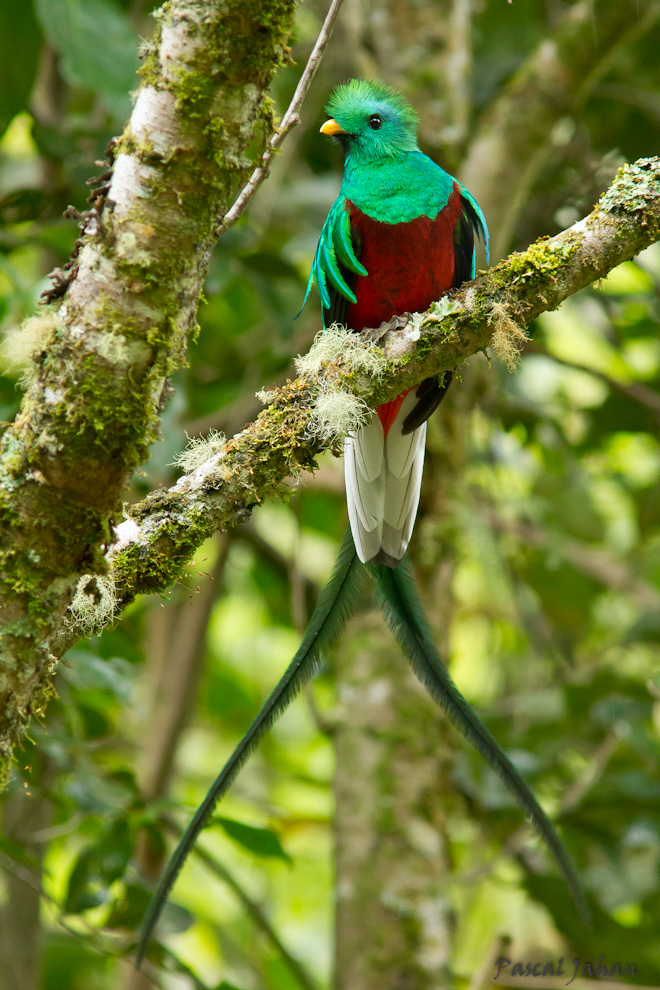 Quetzal resplendissant