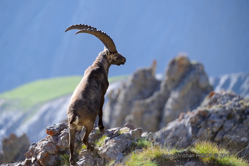 Bouquetin des Alpes