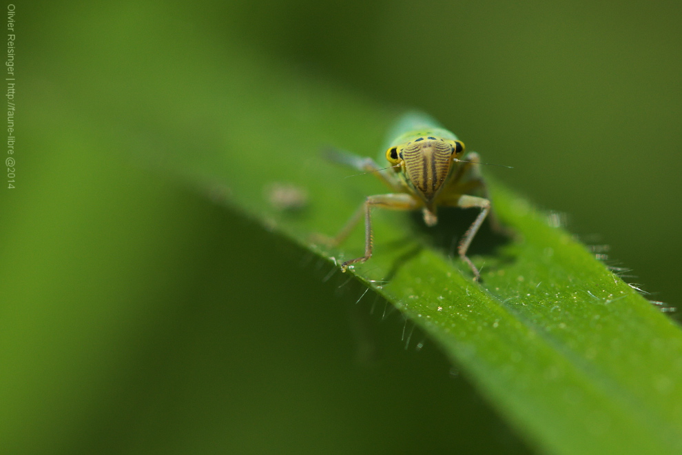 Cicadelle verte