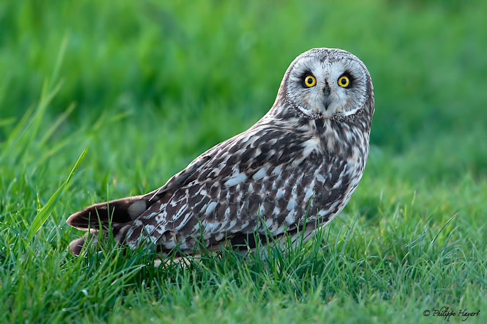 Hibou des marais en Champagne