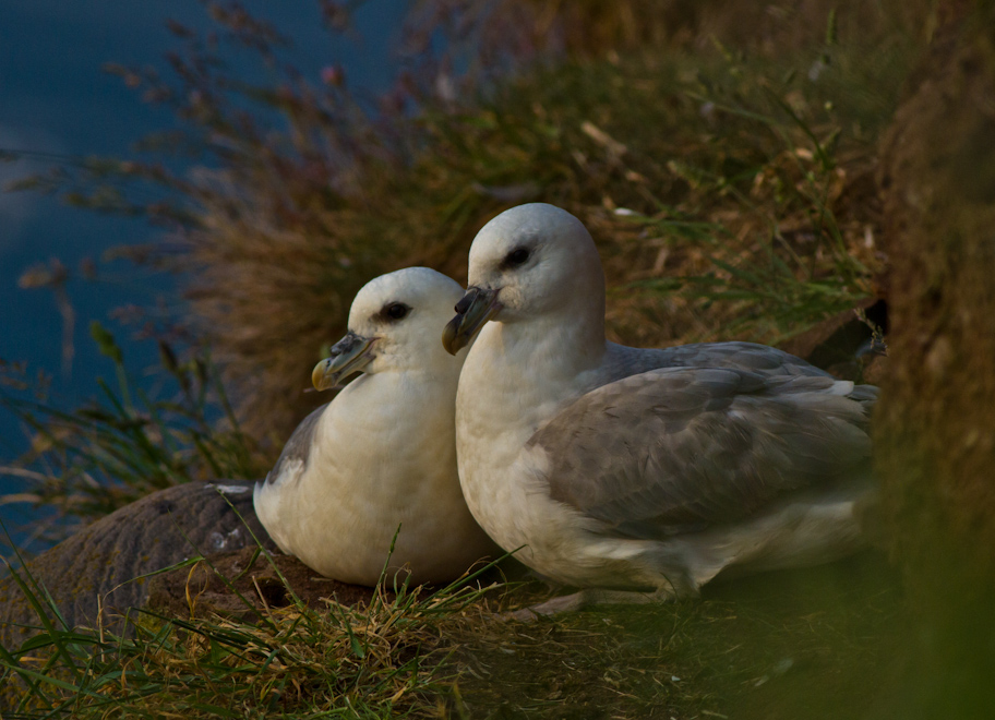 Couple de fulmars boréaux