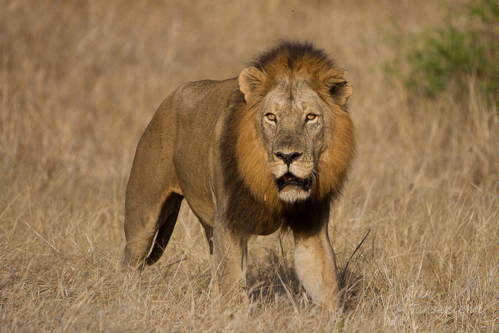 Au petit matin à Ruaha