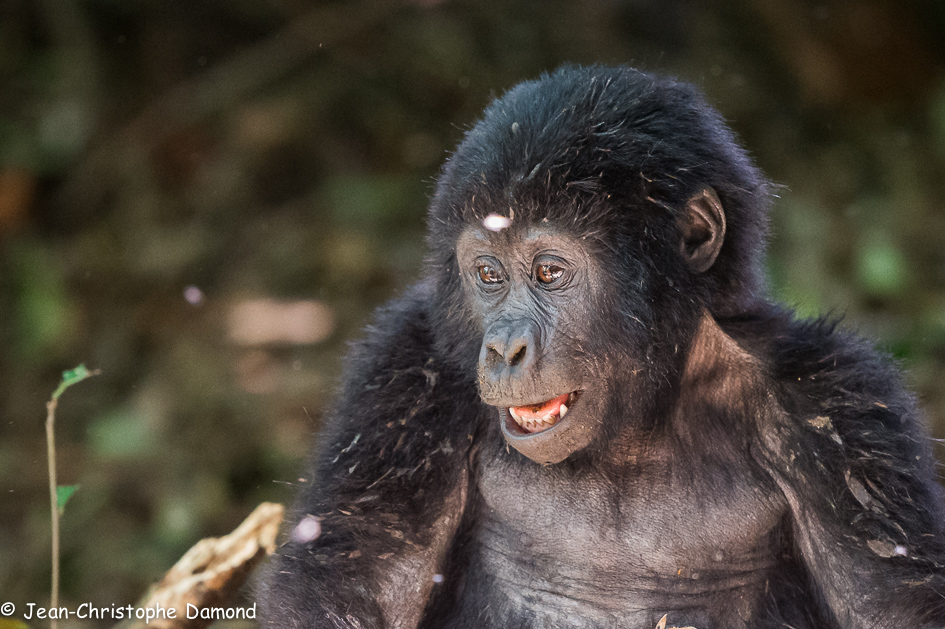 Jeune gorille. Bwindi NP, Ouganda.