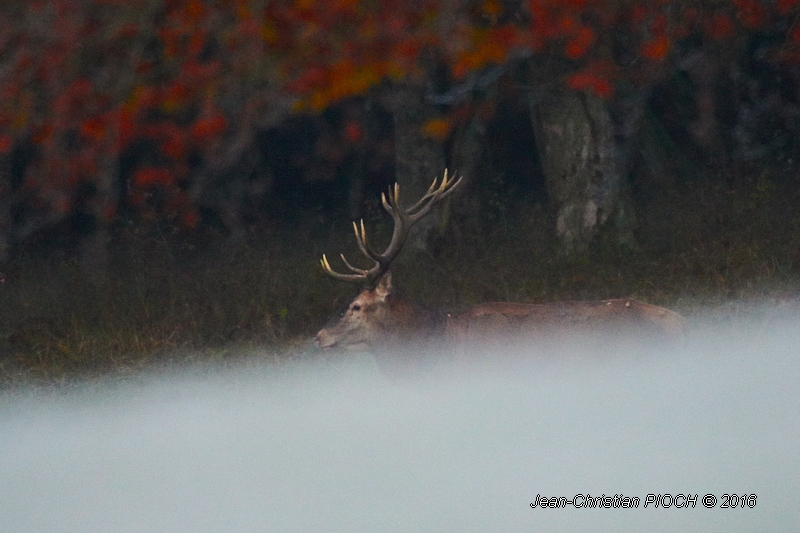 Grand cerf elaphe 14 cors