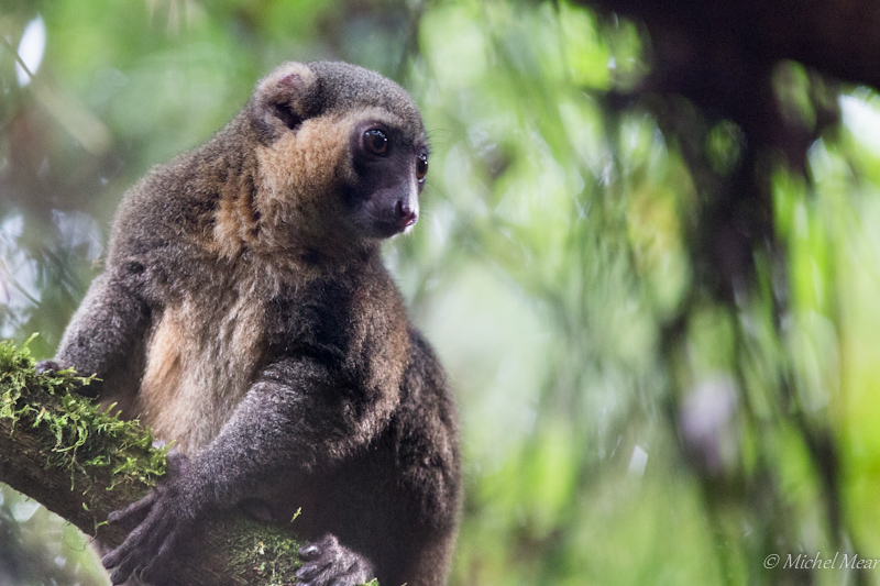 Lémurien doré - Parc Ramonafana - Madagascar