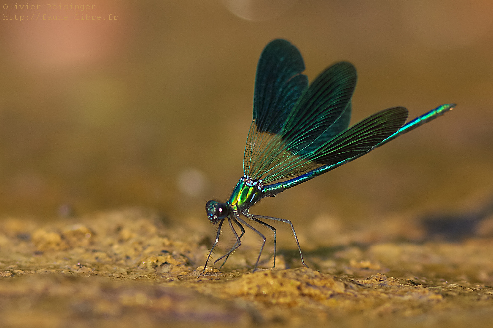 Caloptéryx occitan (Calopteryx xanthostoma)