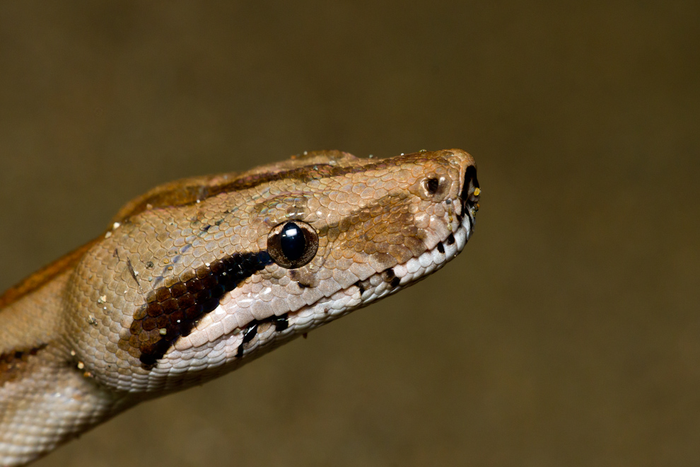 Boa constrictor