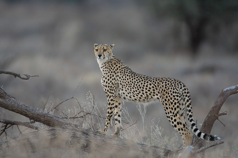 Guépard du soir, espoir !