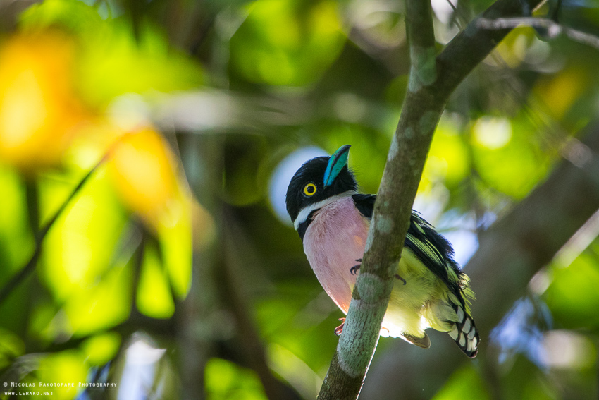 Eurylaime a capuchon (Eurylaimus ochromalus)