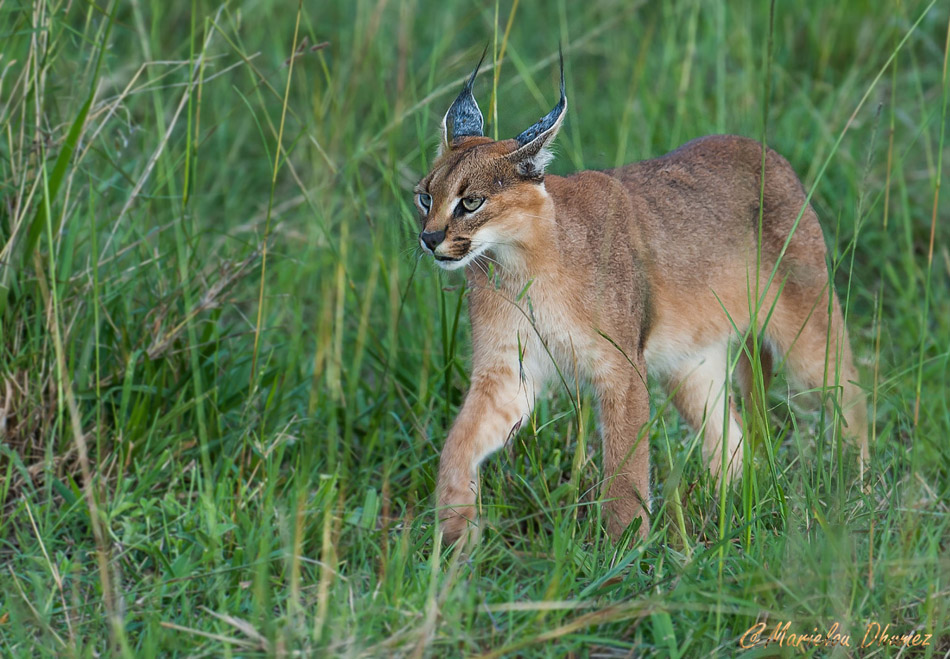 Caracal