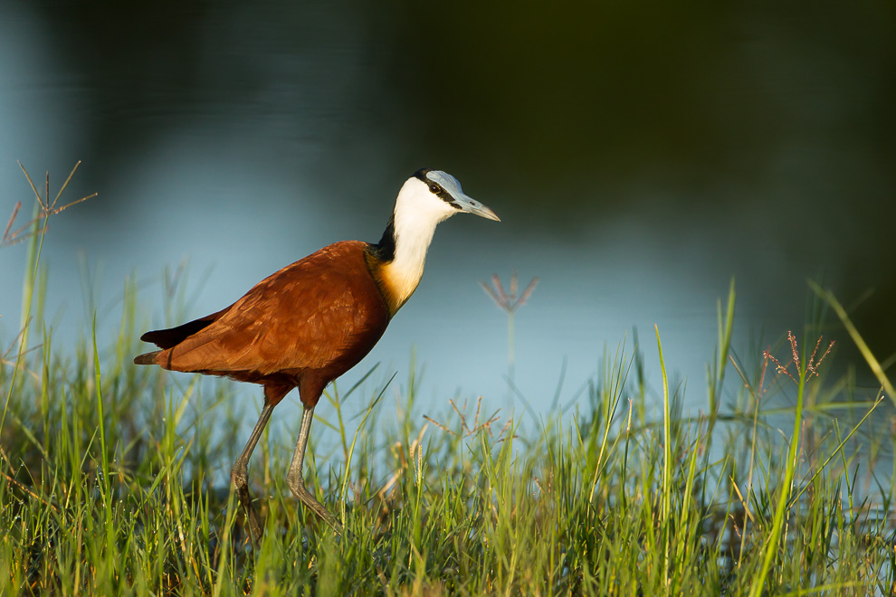 Jacana du matin