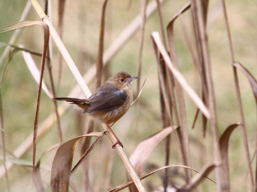 Prinia modeste