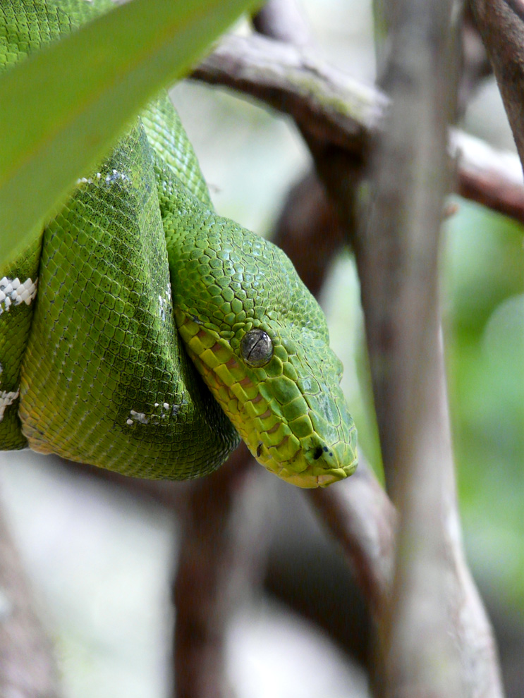 Rencontres en Guyane française