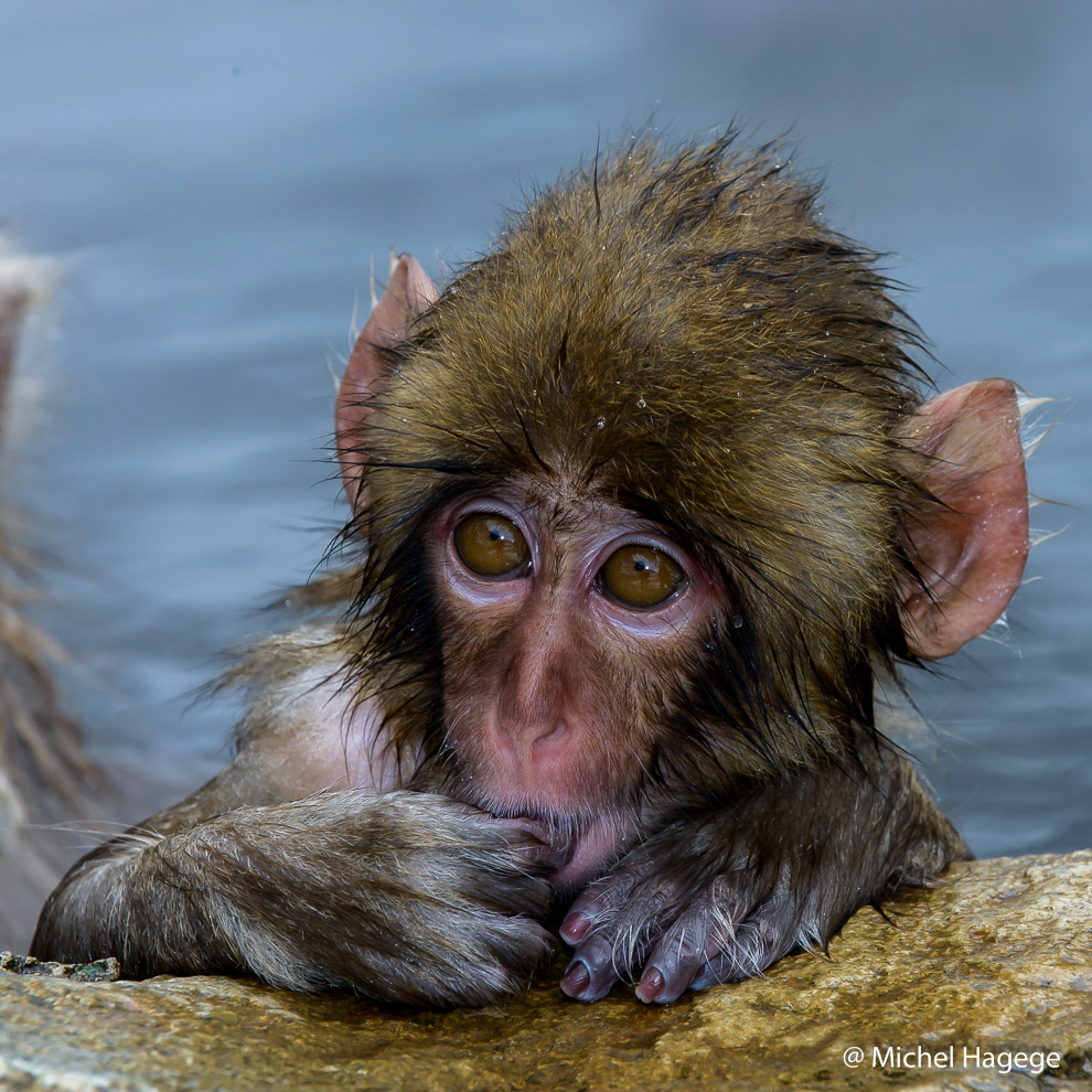 Macaque japonais - Macaca fuscata_19