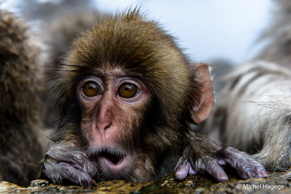 Macaque japonais - Macaca fuscata_4