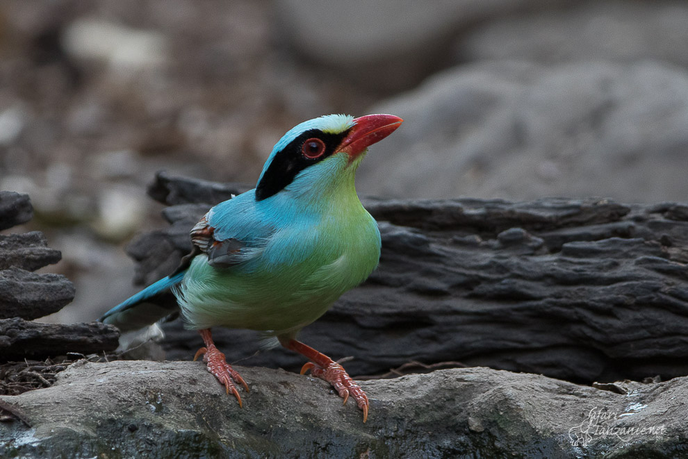 Oiseaux de Thaïlande