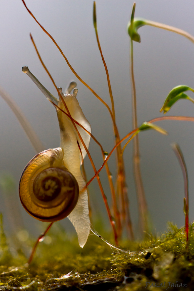 Escargot des jardins