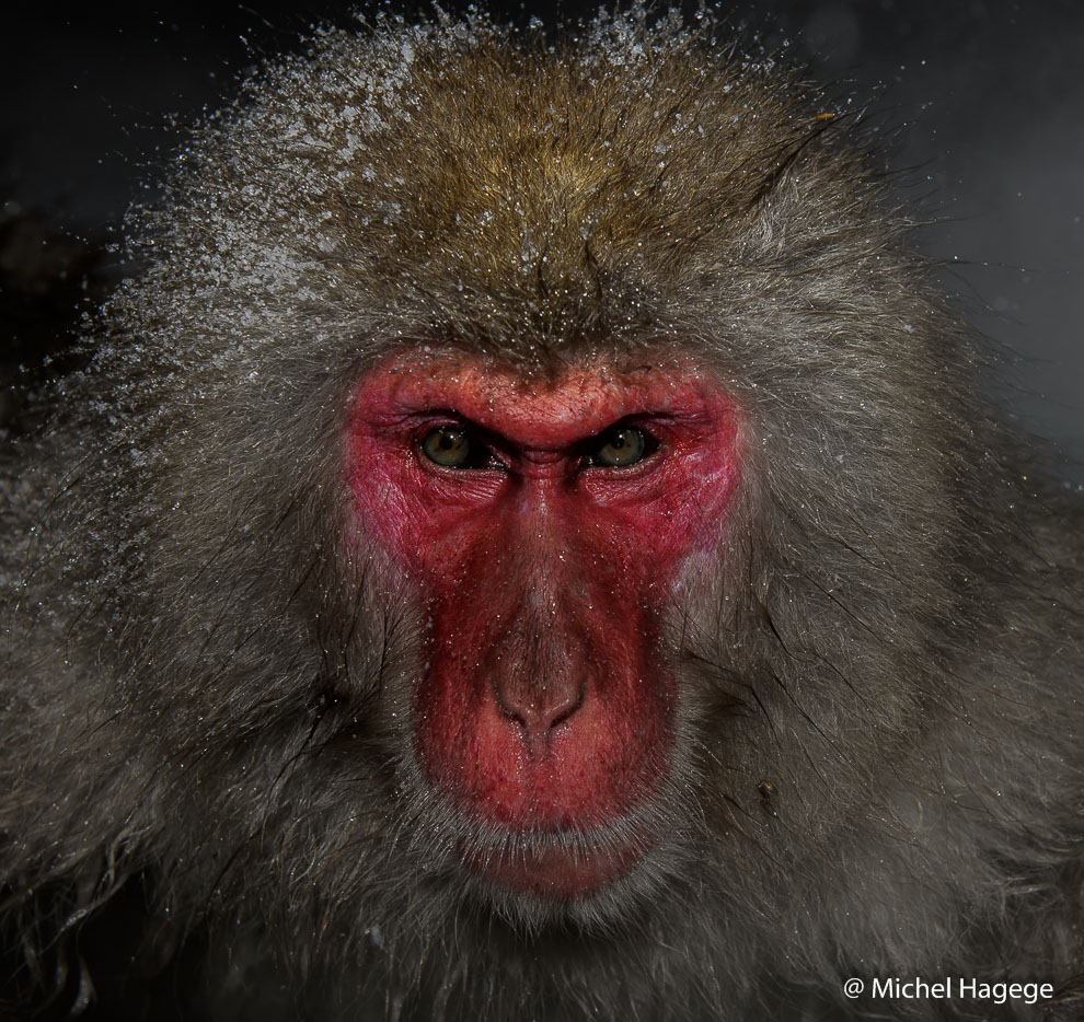 Macaque japonais - Macaca fuscata_10