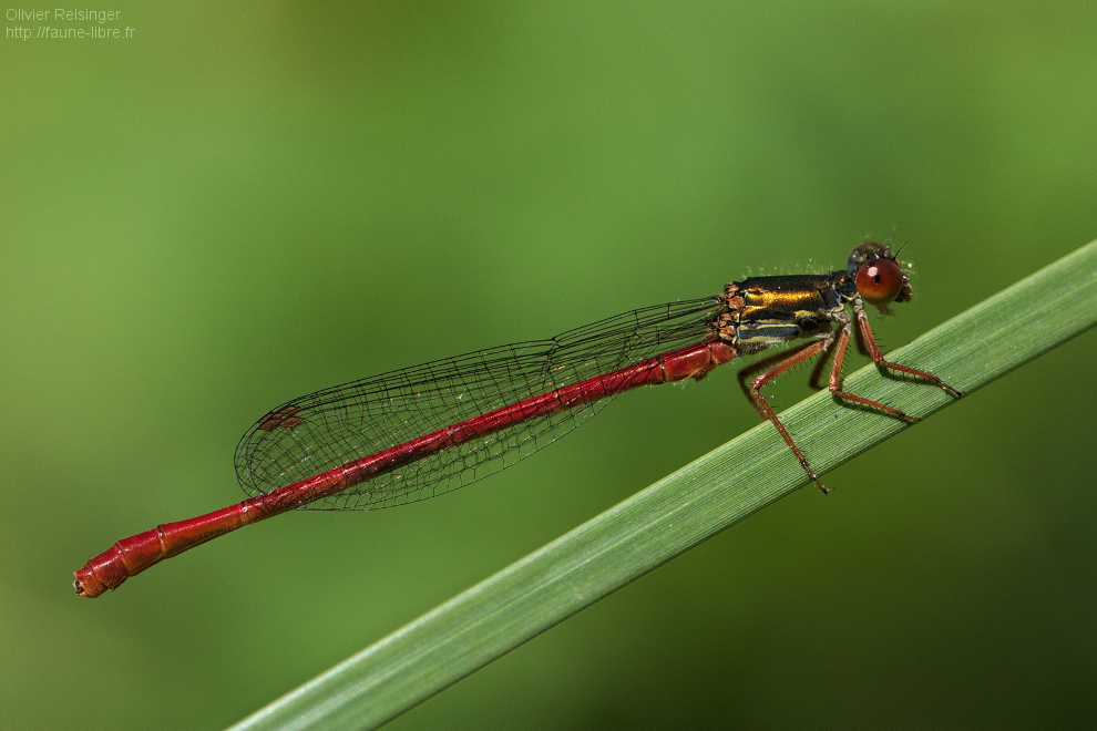 Ceriagrion délicat