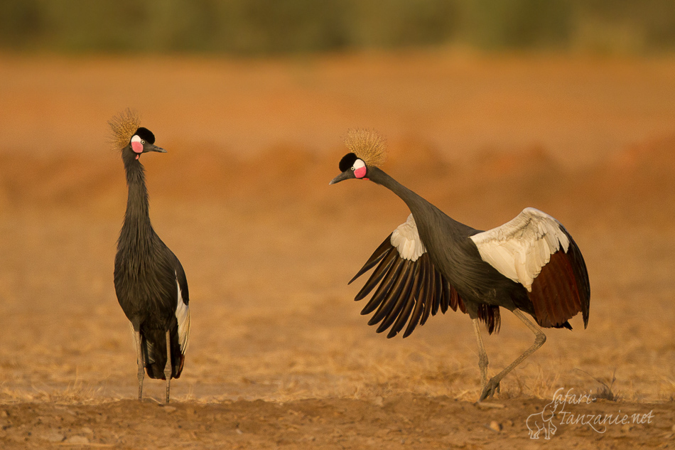 Grues couronnées sénégalaises