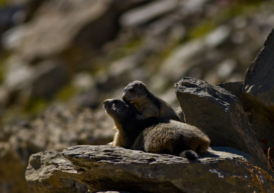 Marmotte et marmotton