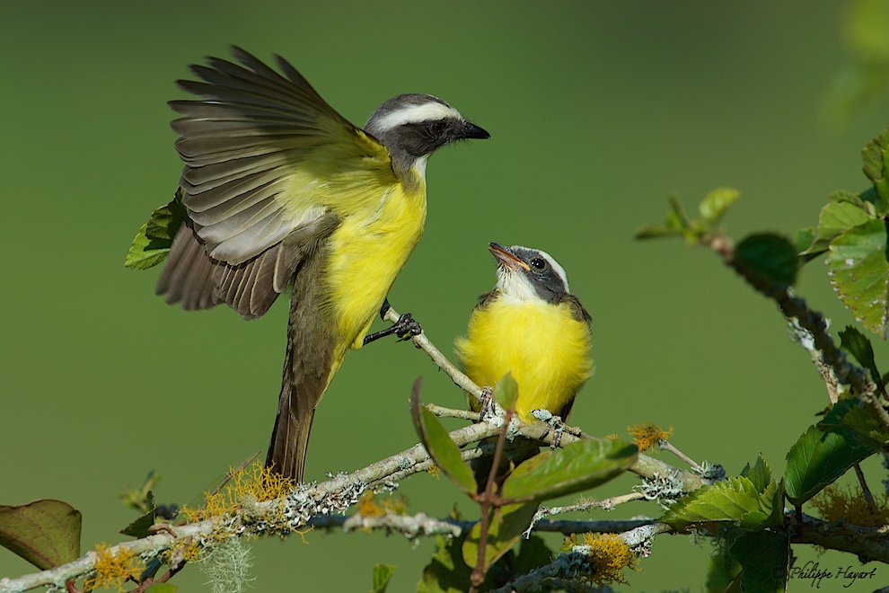 Tyran sociable - Costa Rica