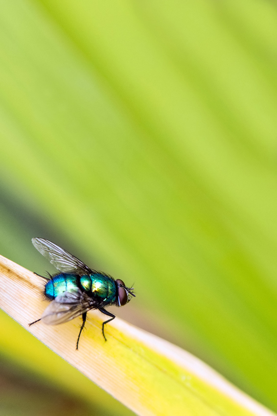 La Mouche Verte