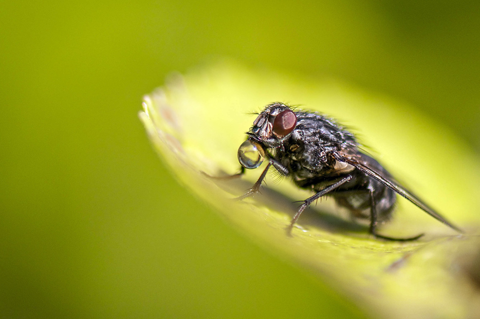 Petite Mouche