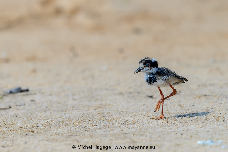 marcher sur la plage ...