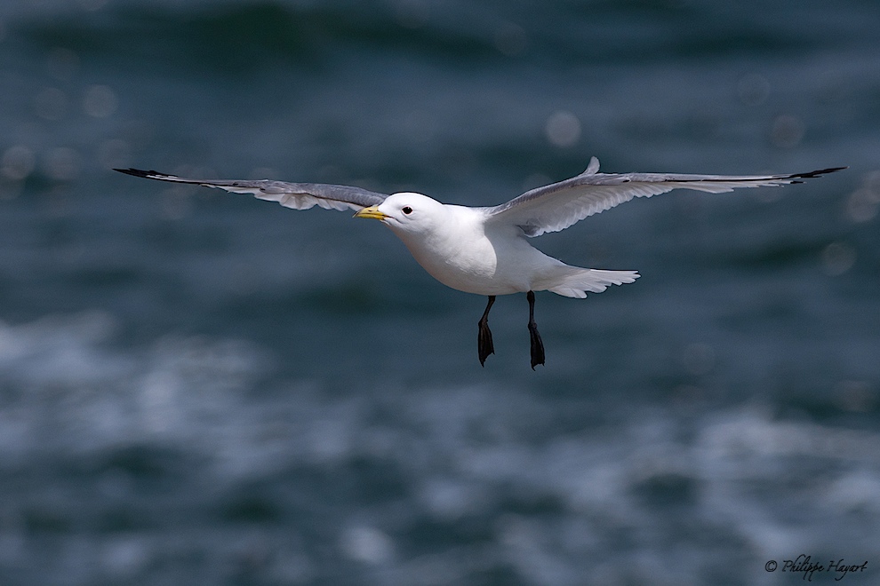 Mouette tridactyle en vol