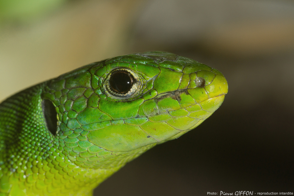 Un lézard bien curieux