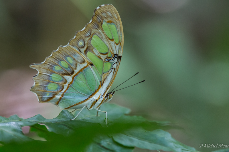 Malachite - Rincon de la Vieja - Costa Rica