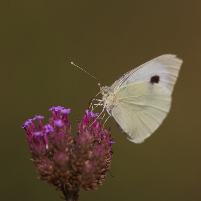 Le blanc