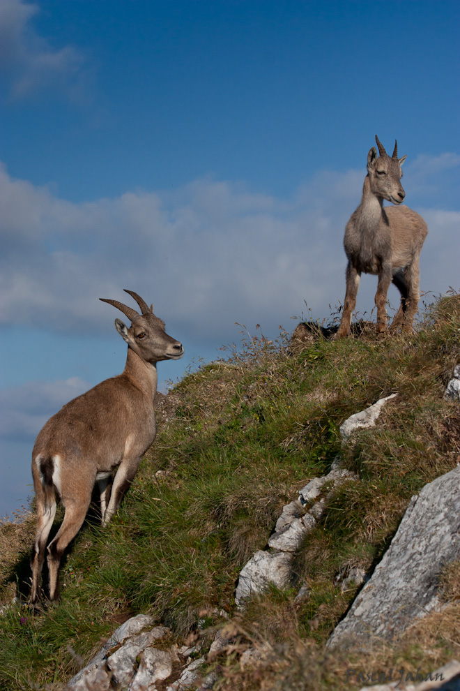 Bouquetins des Alpes, massif du Chablais