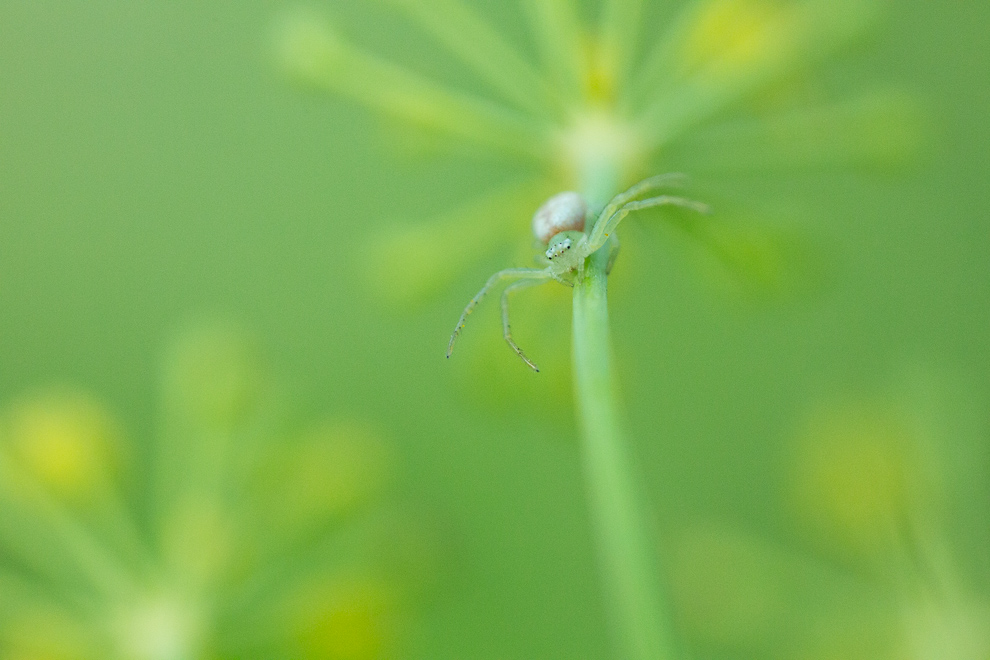 Araignée crabe -Thomise