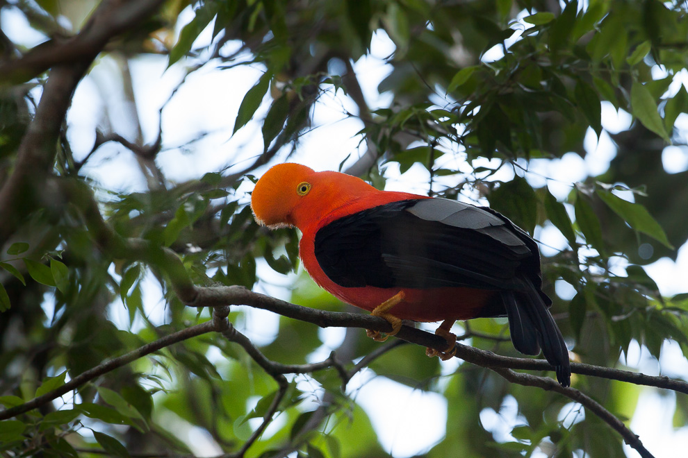 Coq-de-roche orange