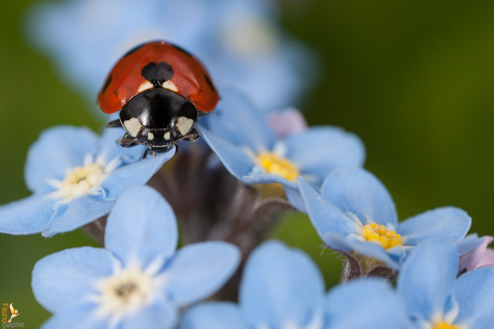 Coccinelle à 7 points - Coccinella septempunctata