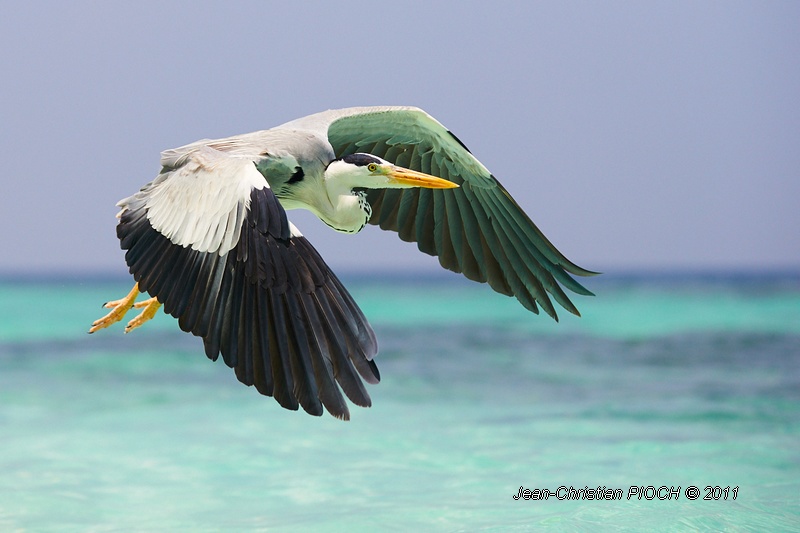 Héron gris des Maldives