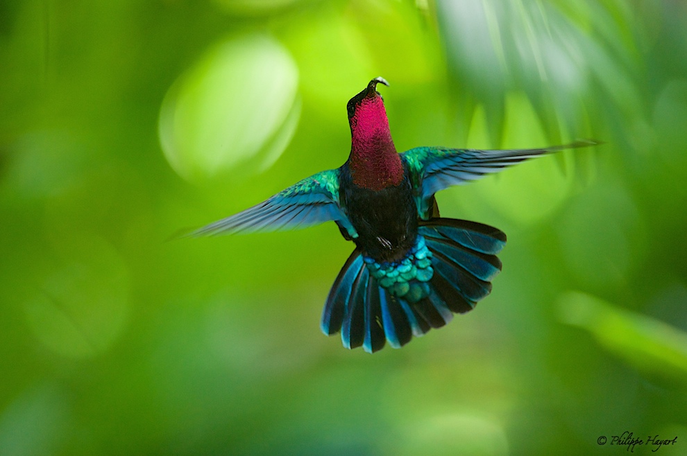 Colibri madère (Guadeloupe)