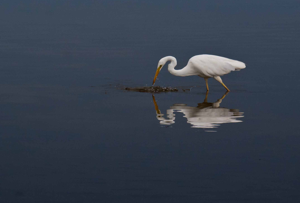 Grande aigrette