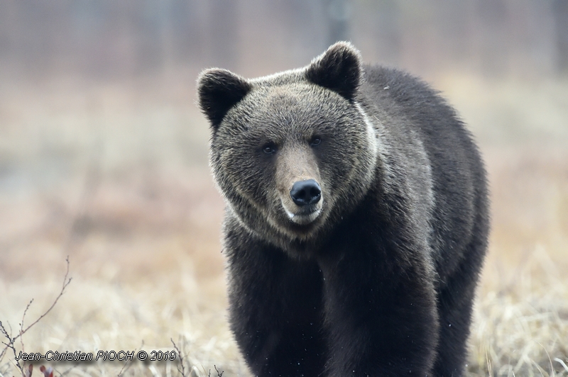 Ours brun européen