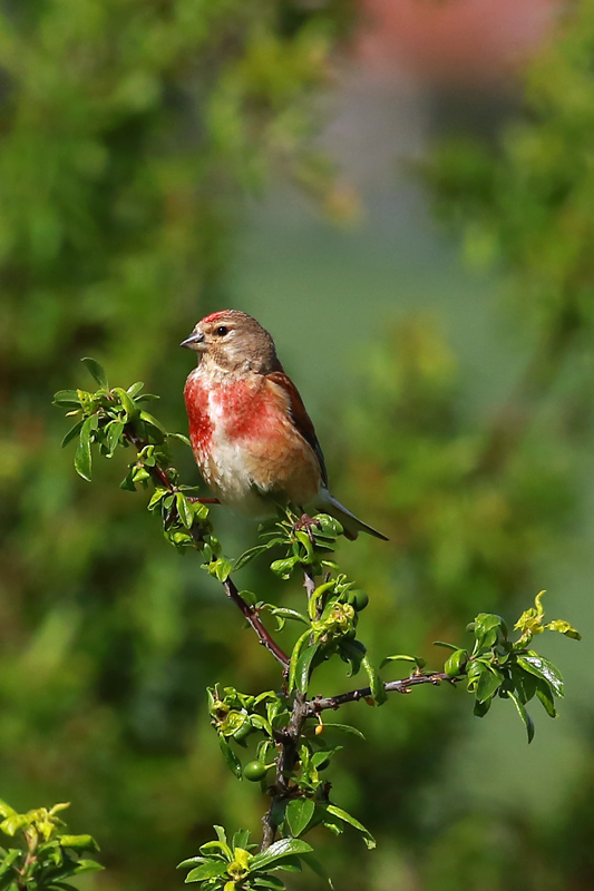 Linotte mélodieuse