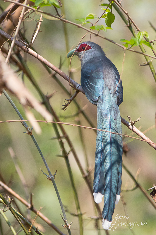 Oiseaux de Thaïlande