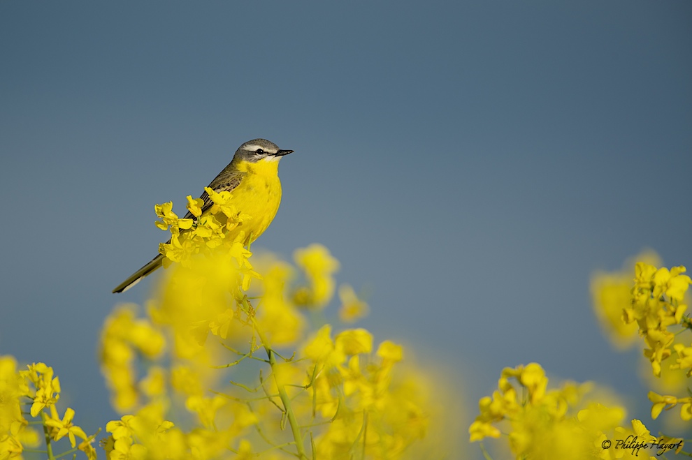 Bergeronnette printanière (Motacilla flava)